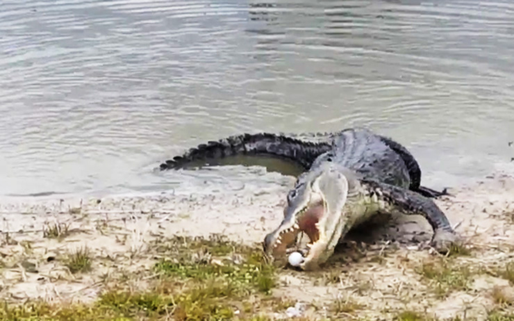 This gator eating a golf ball is the latest reminder that you should ALWAYS stay away from gators