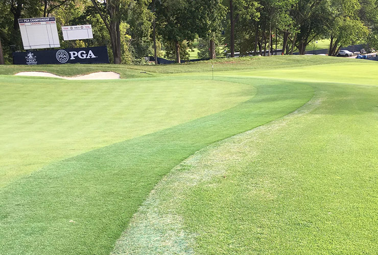 Bellerive’s greens, suffering from Midwest heat wave, are burnt and patchy for the 2018 PGA Championship