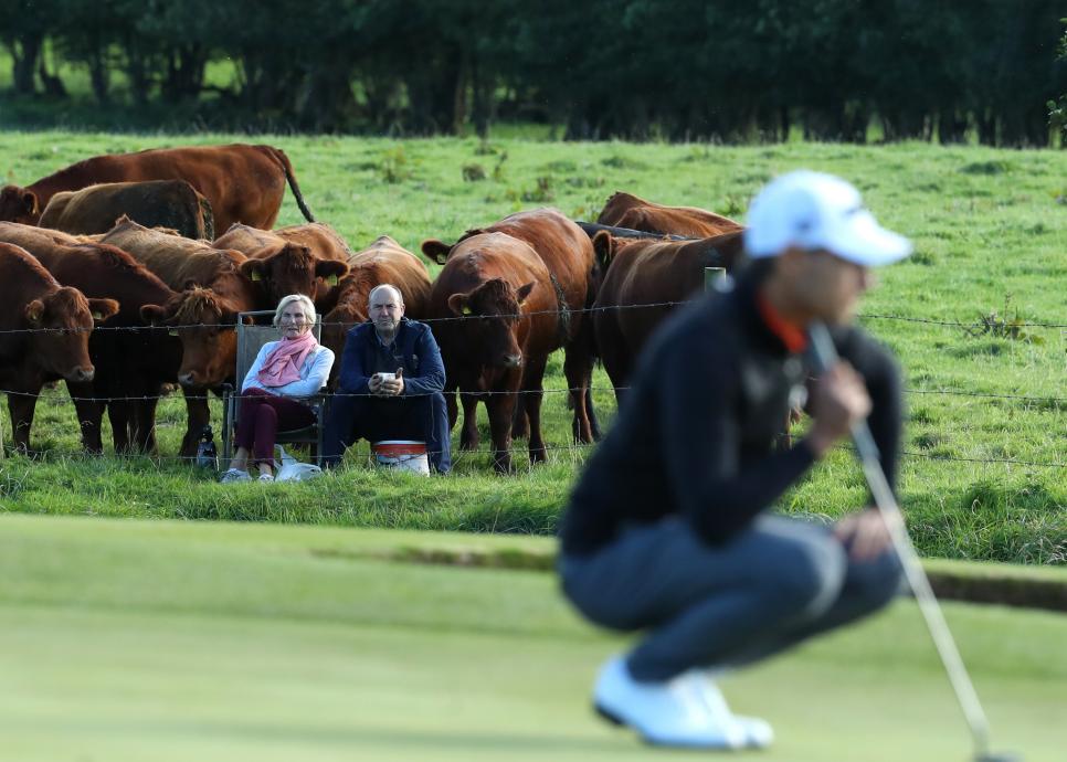 Holy cow! It’s a different kind of Moo-ving Day in the Irish Open