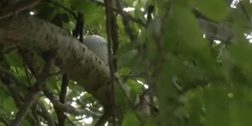 Mackenzie Hughes’ ball gets stuck in tree, leads to round-killing double bogey