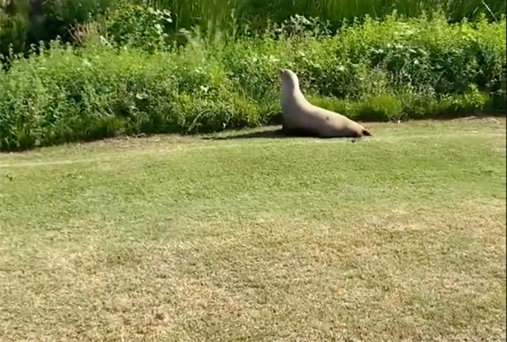 LOOK: Famed PGA Tour golf course gets rare visit from a sea lion (yep, a sea lion)
