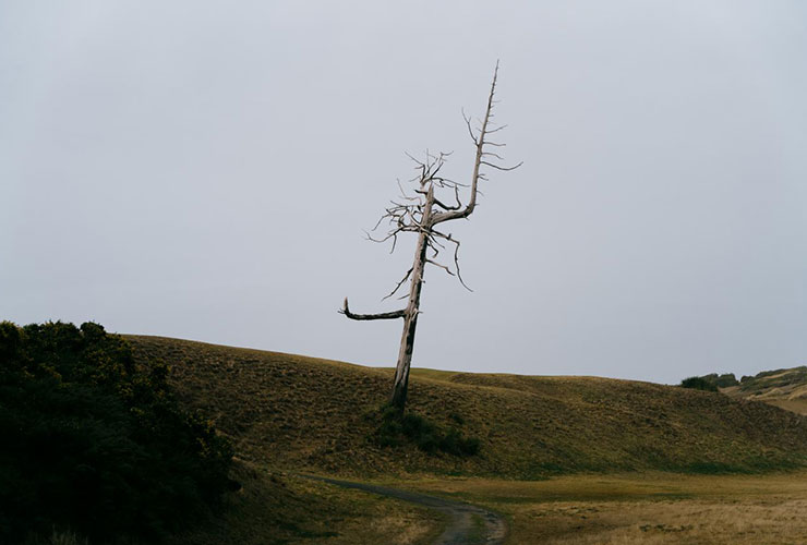 The ghost tree at Old Macdonald at Bandon Dunes is in danger of falling. Here’s what we know