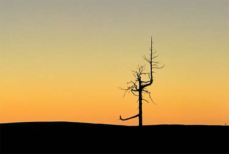 The life and lean of Bandon Dunes’ ‘Ghost Tree’