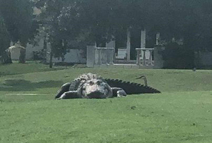 LOOK: Absolute unit of a gator spotted on Florida golf course sparks viral reaction