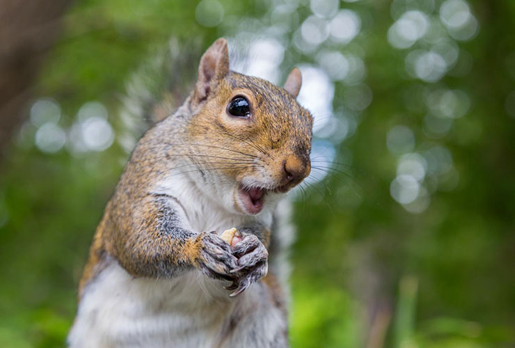 ‘Aggressive’ squirrels forcing Florida country club to consider relocation options