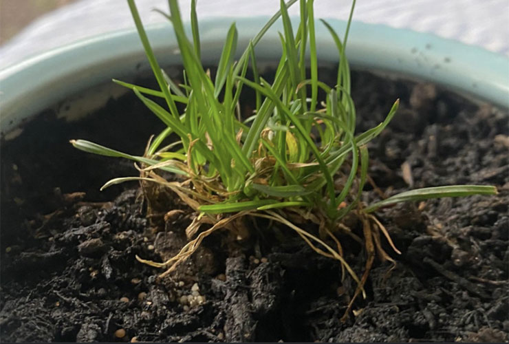 Redditor takes divot from Augusta National, deletes account after post goes viral