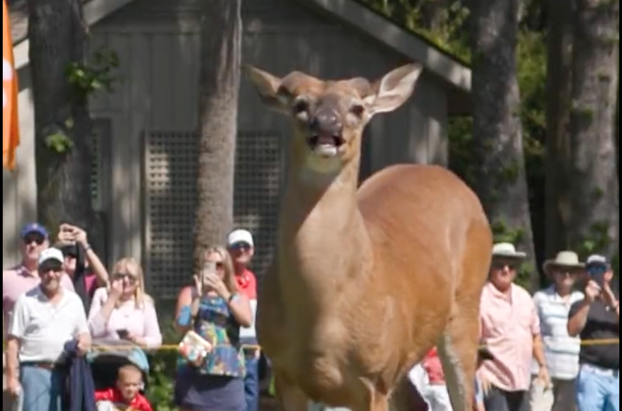 Oh deer: Watch as Spieth and Thomas have to deal with an interloper (anteloper?) at RBC Heritage