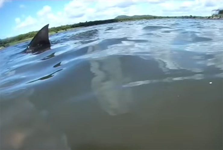 Australian golf course invaded by sharks … yes, sharks