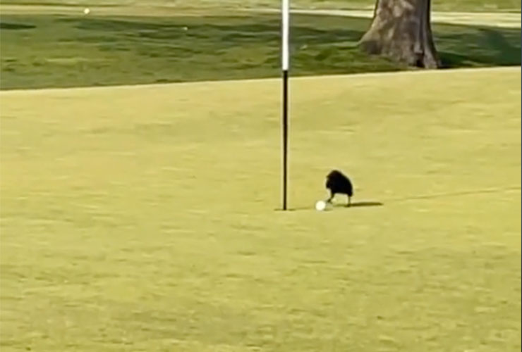 WATCH: Bird helps golfer break 80 with luckiest eagle ever