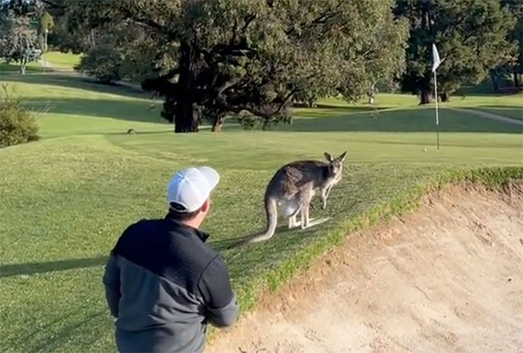 Watch: Golfer hits bunker shot over kangaroo, nearly holes out