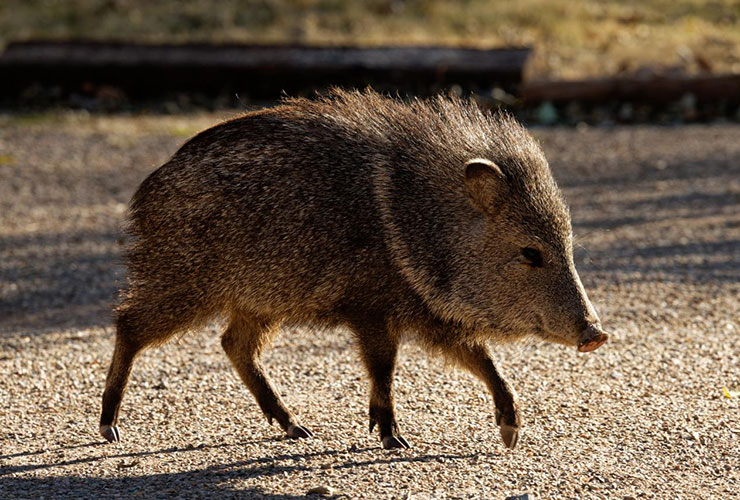 Arizona golf course cooks up genius solution to hungry javelina problem