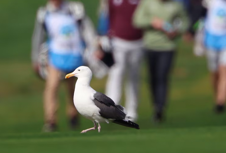 Watch this seagull steal a golfer’s wallet at Pebble Beach … and then drop it into the ocean